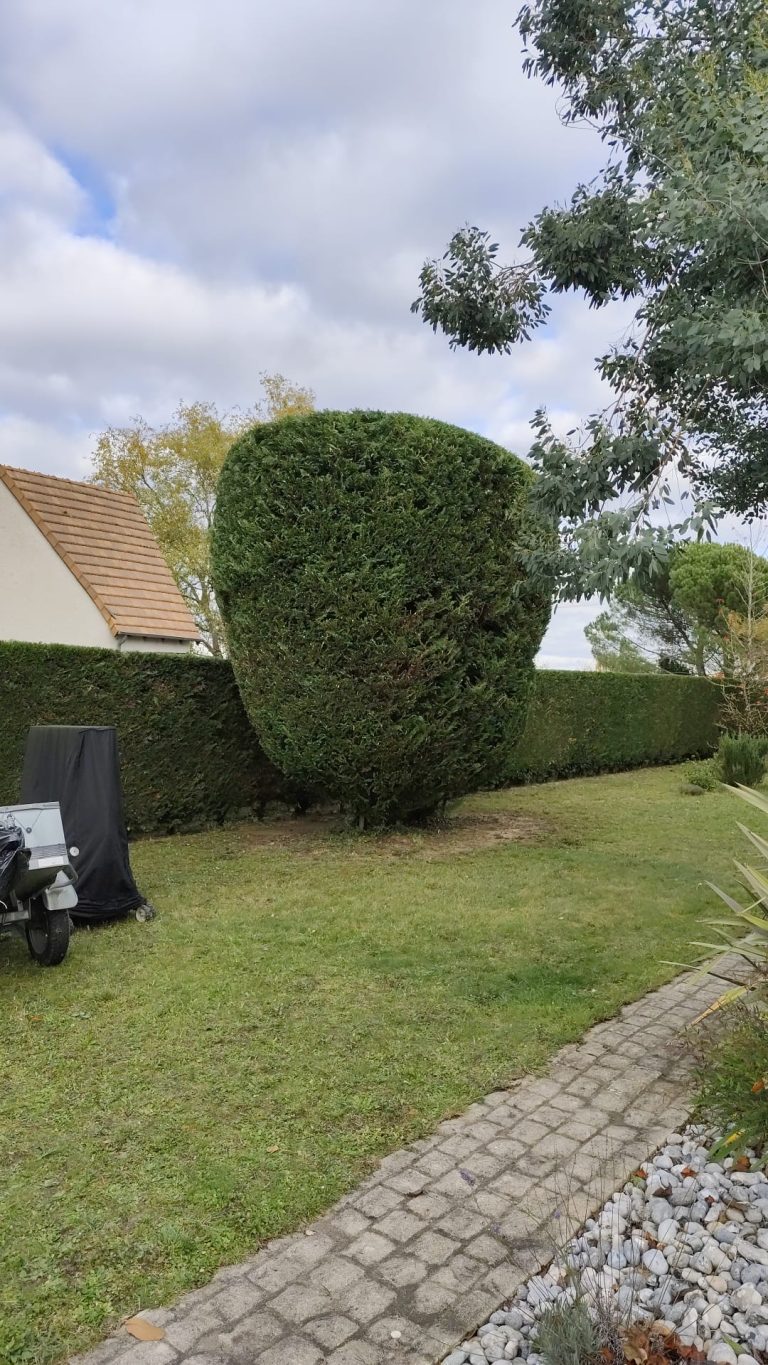 Taille leylandii - Apr&egrave;s